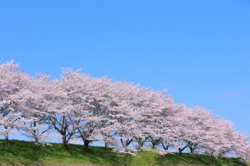 桜