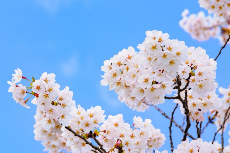 桜